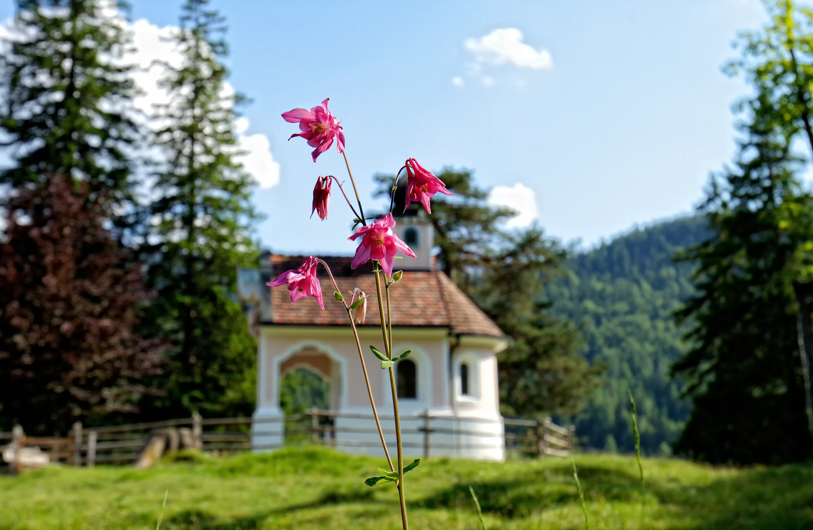 Mittwochsblümchen beim Lautersee