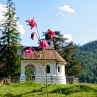 Mittwochsblümchen beim Lautersee