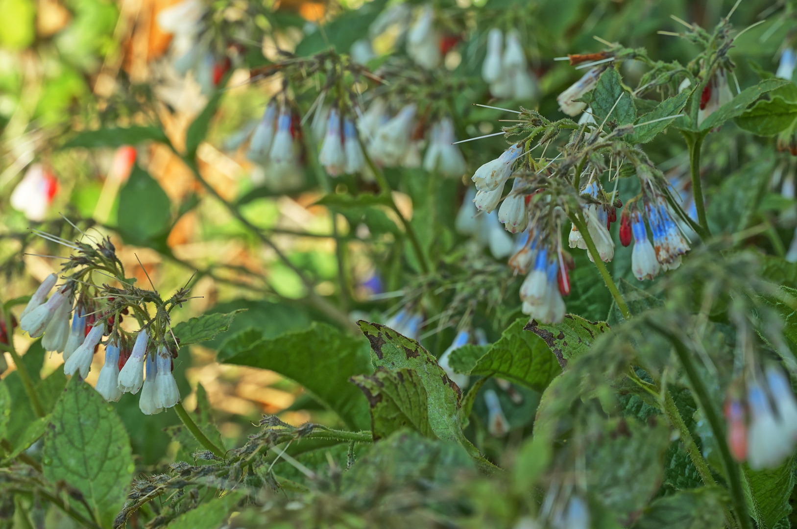 Mittwochsblümchen - Beinwell