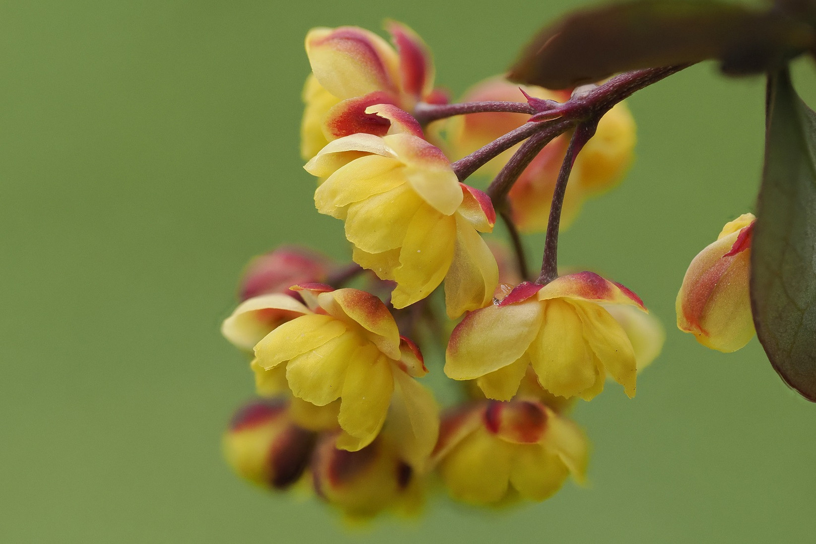 Mittwochsblümchen Berberitzenblüten