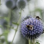 Mittwochsblümchen - Bestäubung