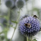 Mittwochsblümchen - Bestäubung