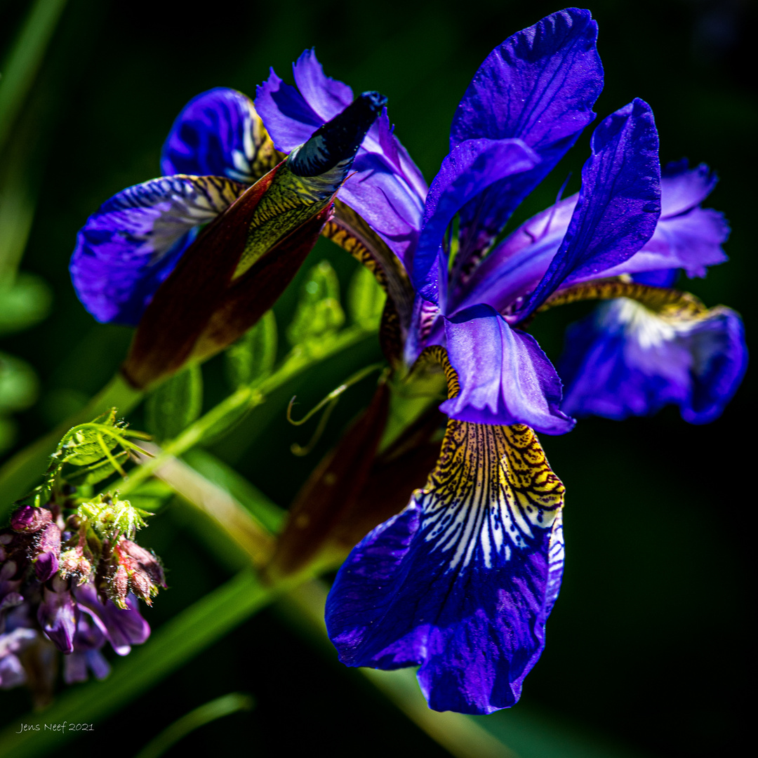 Mittwochsblümchen blau 