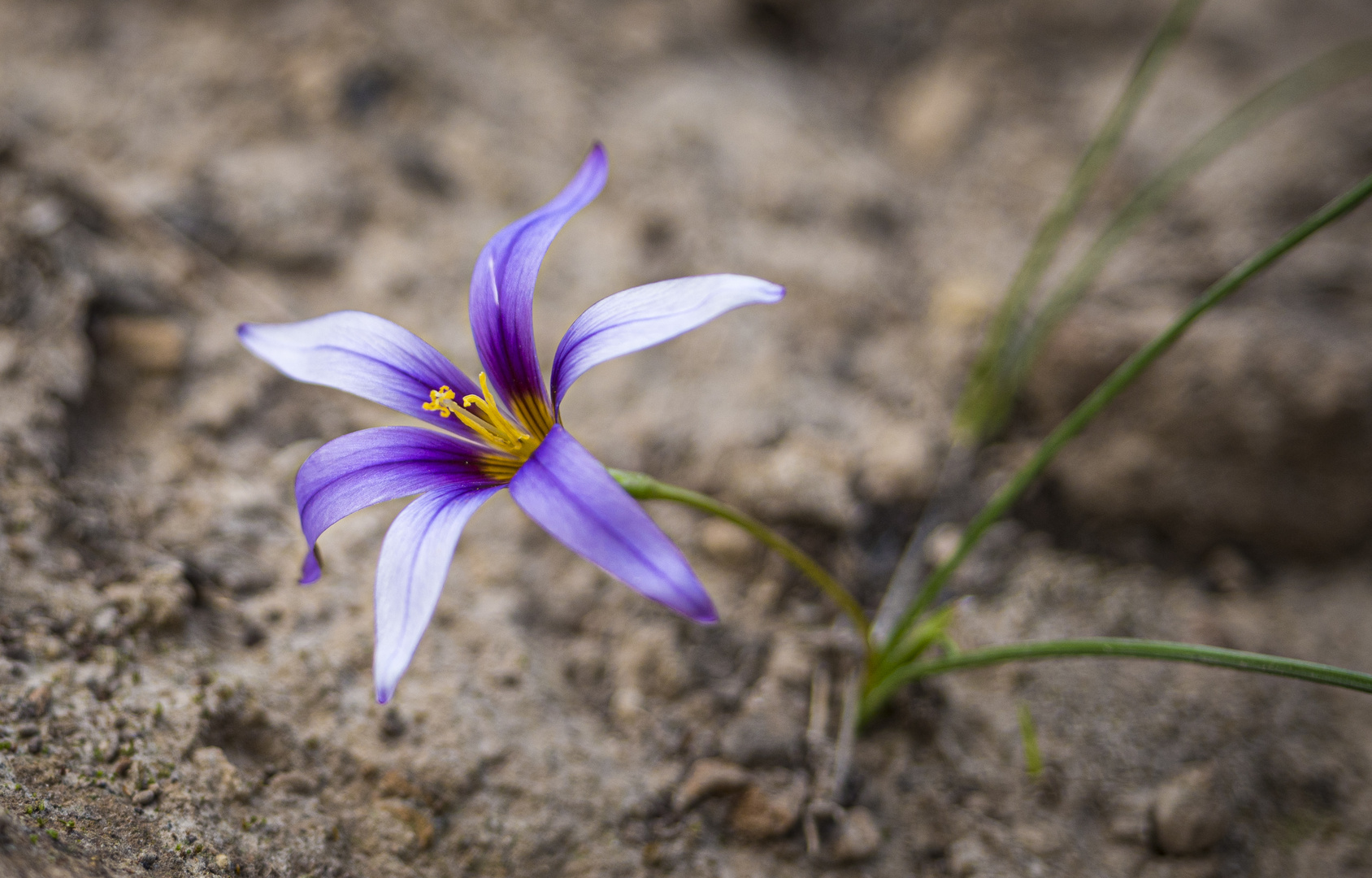 Mittwochsblümchen - blaue Blüte auf dem Stein