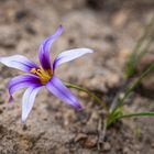 Mittwochsblümchen - blaue Blüte auf dem Stein