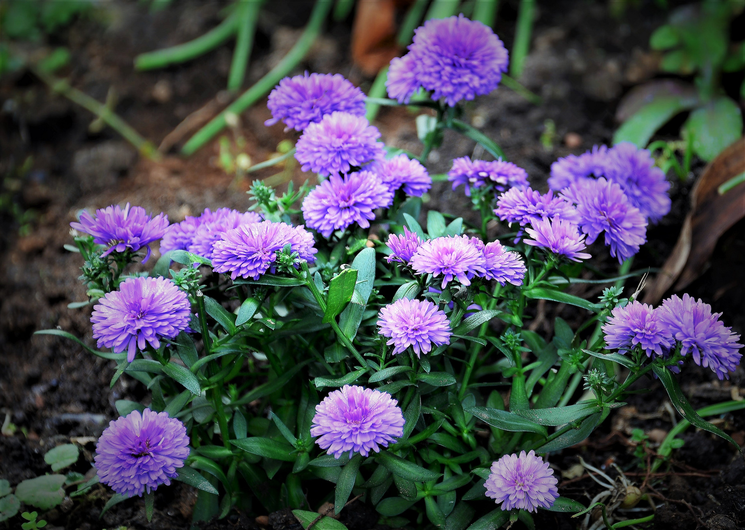 Mittwochsblümchen , blaue Herbstastern