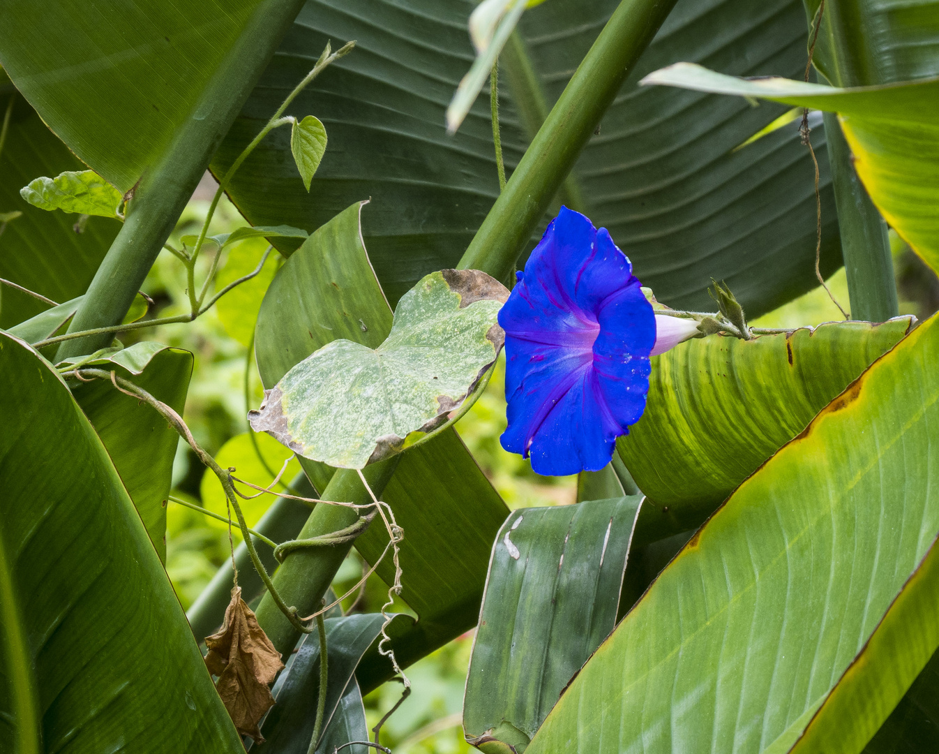 Mittwochsblümchen - blaue Winde