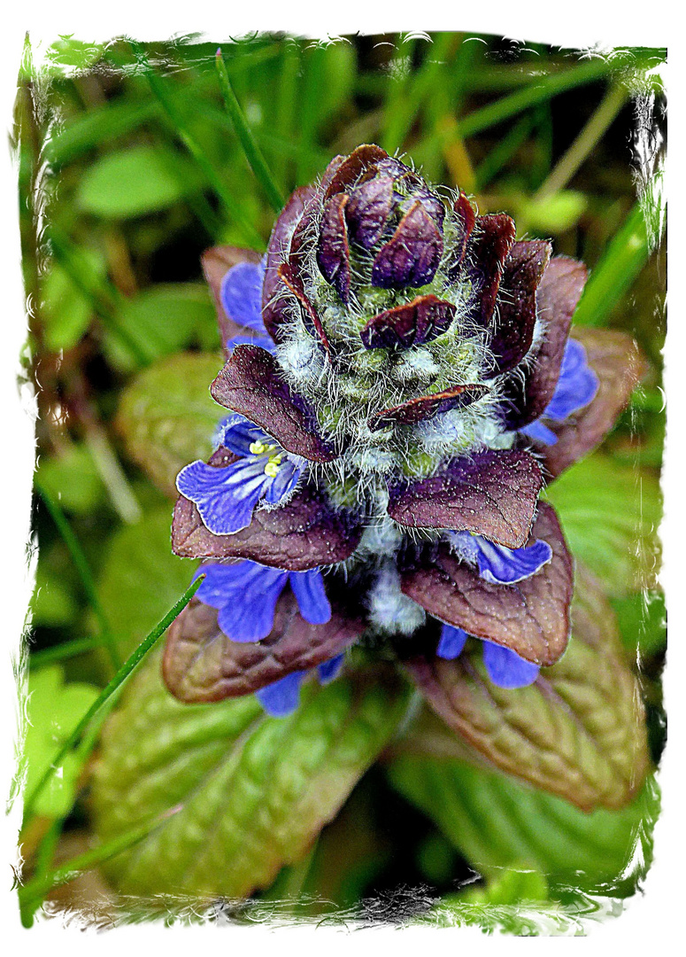 Mittwochsblümchen- Blauer Günsel