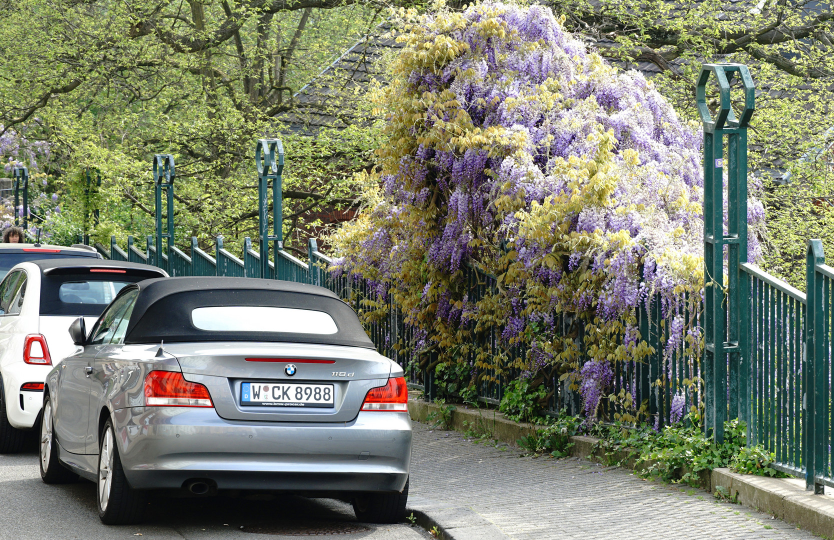 Mittwochsblümchen Blauer Regen Foto & Bild pflanzen, pilze
