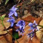 Mittwochsblümchen: Blausternchen