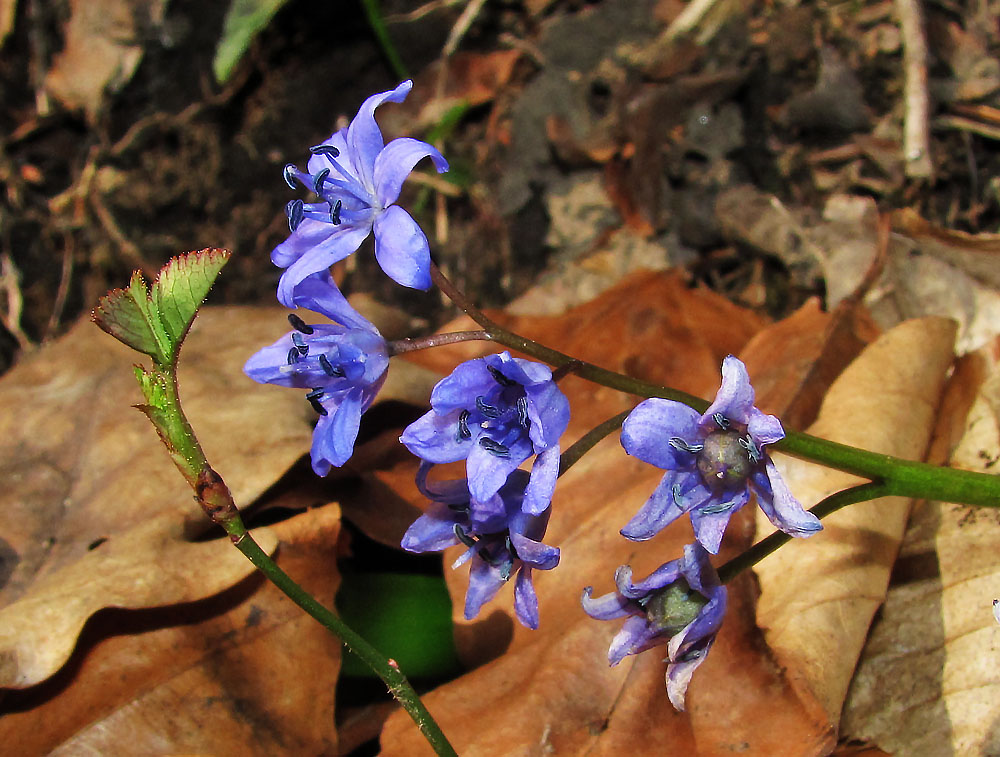 Mittwochsblümchen: Blausternchen