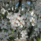 Mittwochsblümchen blühen so schön! (V)