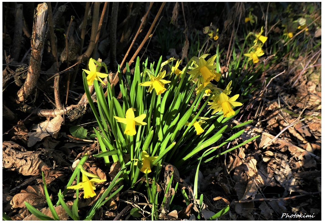 Mittwochsblümchen blühen so schön! (VIII)