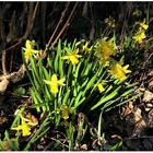 Mittwochsblümchen blühen so schön! (VIII)