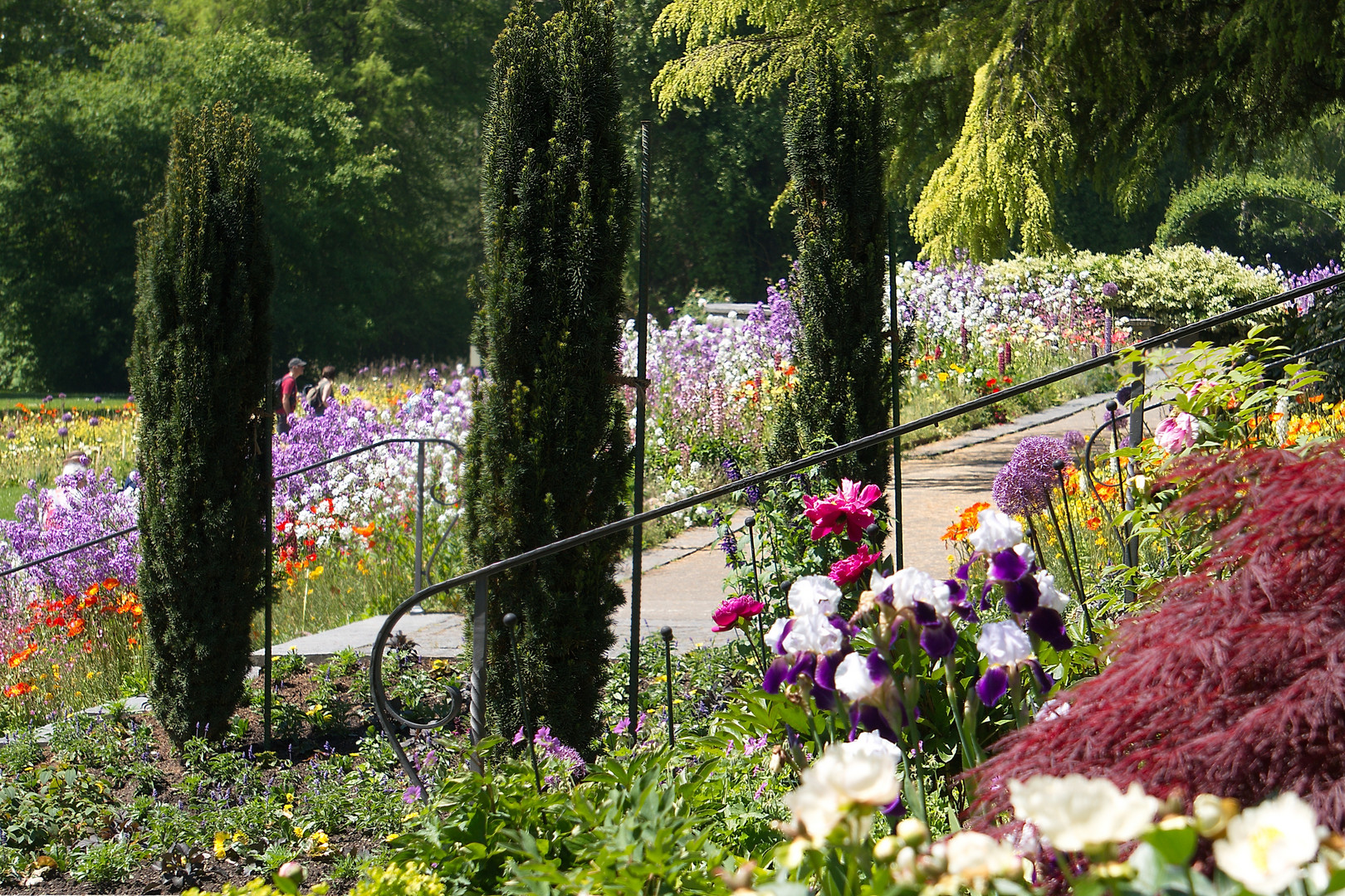 Mittwochsblümchen - Blühende Gartenkunst auf der Mainau