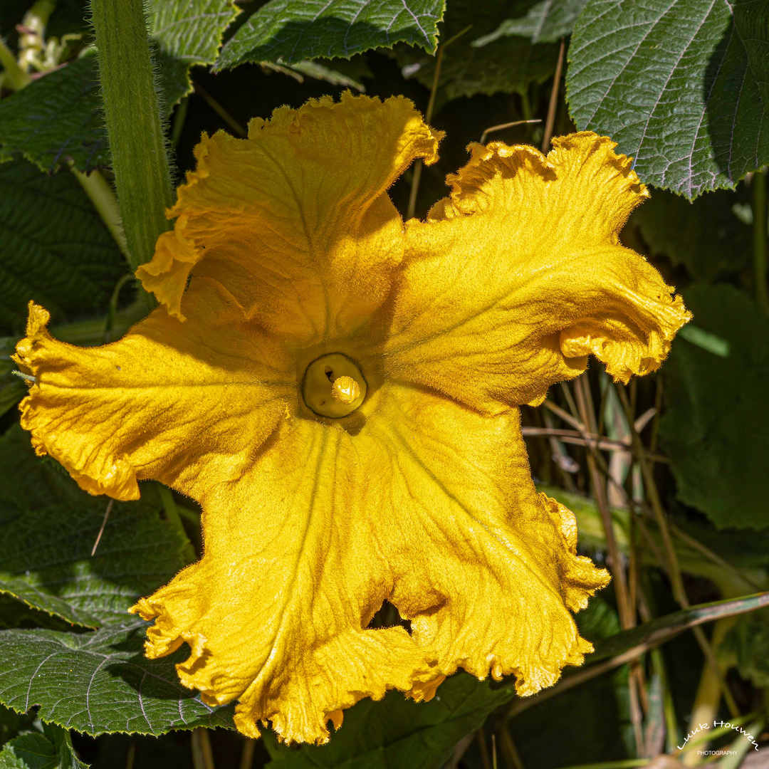 Mittwochsblümchen: Blühender Kürbis / Flowering pumpkin