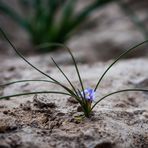 Mittwochsblümchen - Blüte aus dem Stein