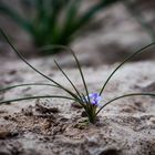 Mittwochsblümchen - Blüte aus dem Stein