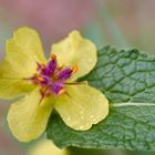 Mittwochsblümchen - Blüte der Schwarzen Königskerze