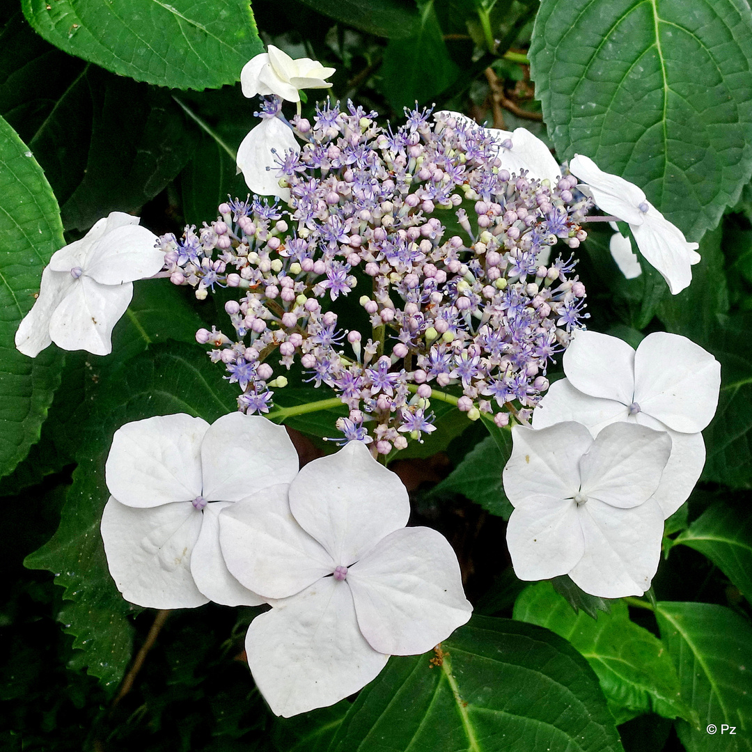 Mittwochsblümchen:  Blüte der Tellerhortensie ...