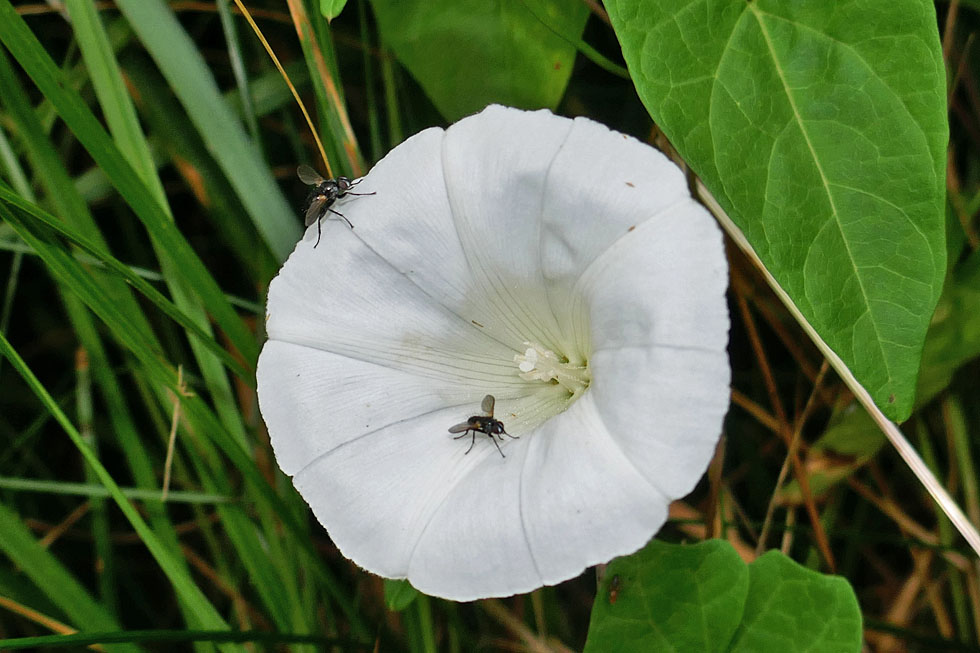 Mittwochsblümchen: Blüte der Zaunwinde