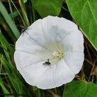 Mittwochsblümchen: Blüte der Zaunwinde