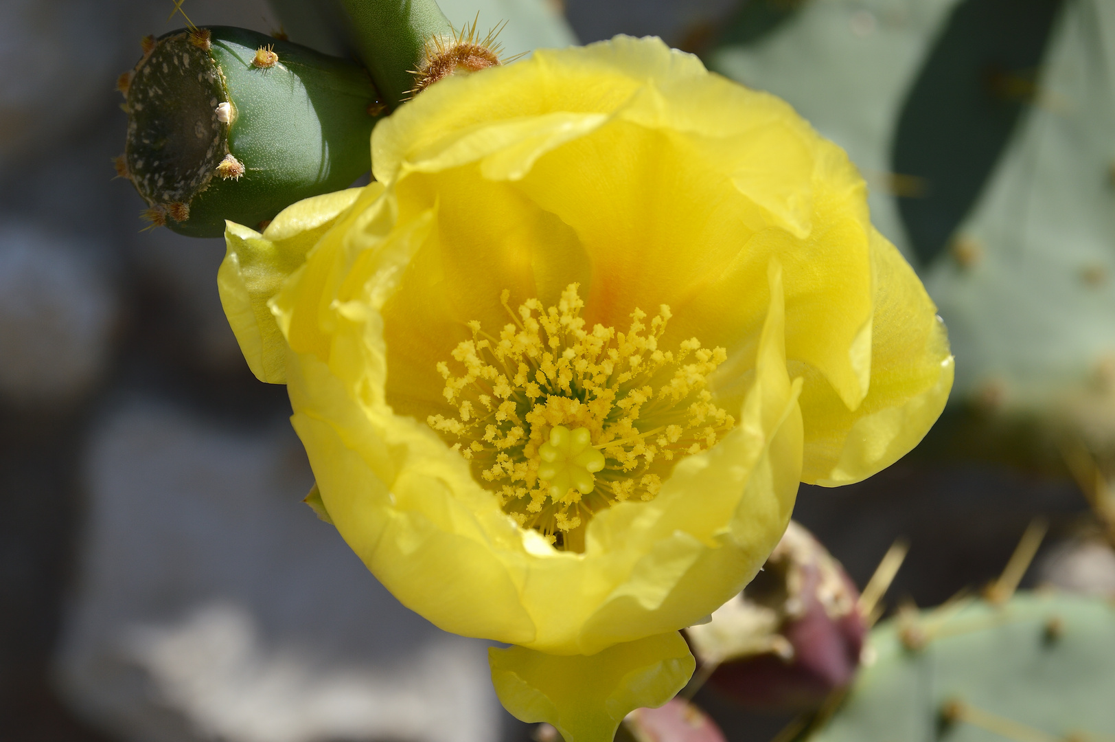 Mittwochsblümchen: Blüte des Feigenkaktus