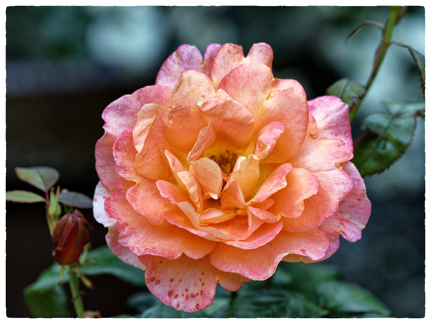 Mittwochsblümchen - Blüte nicht perfekt aber trotzdem schön