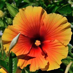 Mittwochsblümchen: Blüte vom Hibiskus