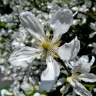 Mittwochsblümchen: Blüte von Bitter Orange