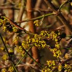 Mittwochsblümchen: Blüten der Kornelkirschen