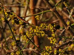 Mittwochsblümchen: Blüten der Kornelkirschen