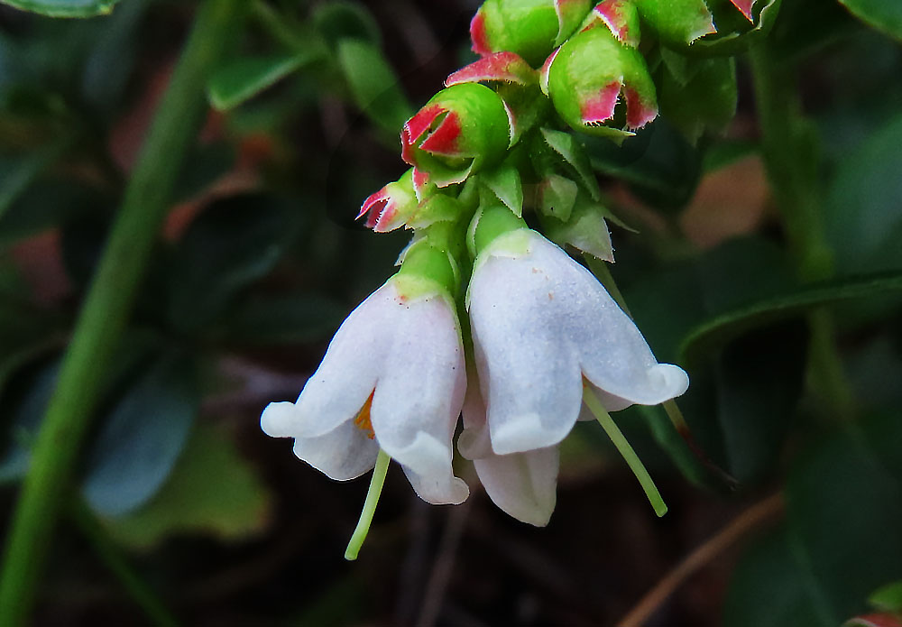 Mittwochsblümchen: Blüten der Preiselbeere