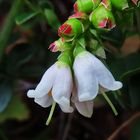 Mittwochsblümchen: Blüten der Preiselbeere