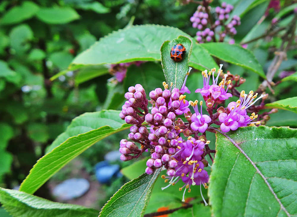 Mittwochsblümchen: Blüten der Schönbeere