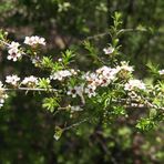 Mittwochsblümchen: Blüten desTeebaumstrauches