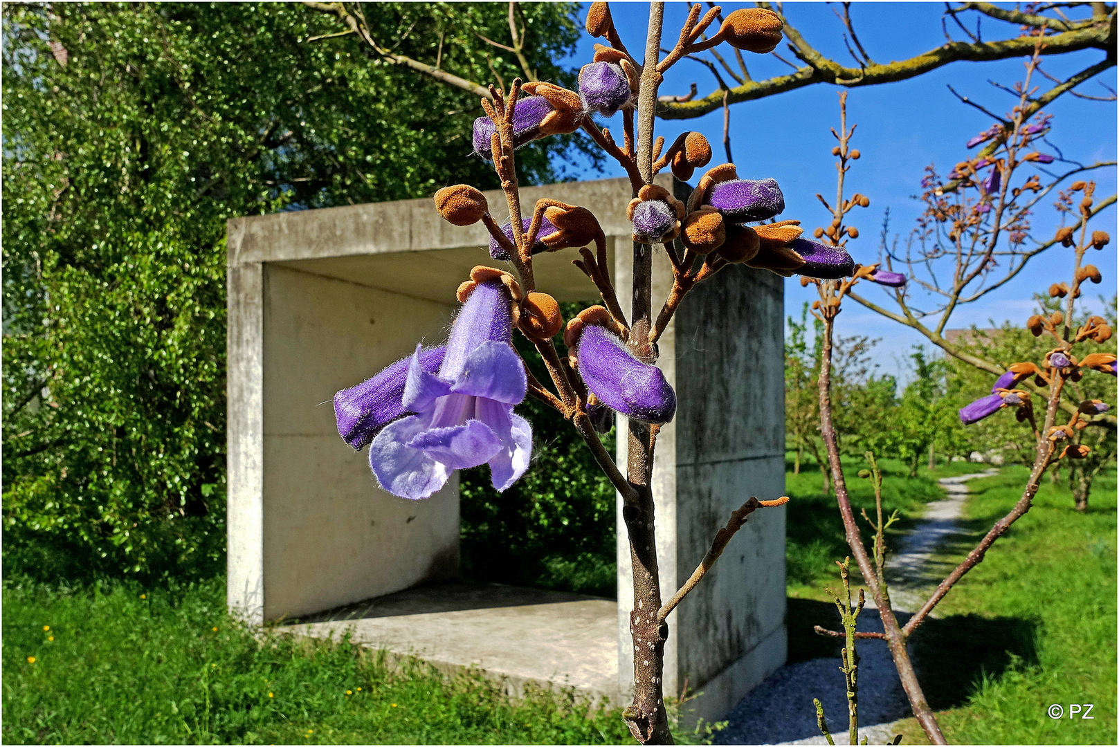 Mittwochsblümchen ... Blüten vom Blauglockenbaum ...