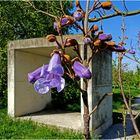 Mittwochsblümchen ... Blüten vom Blauglockenbaum ...