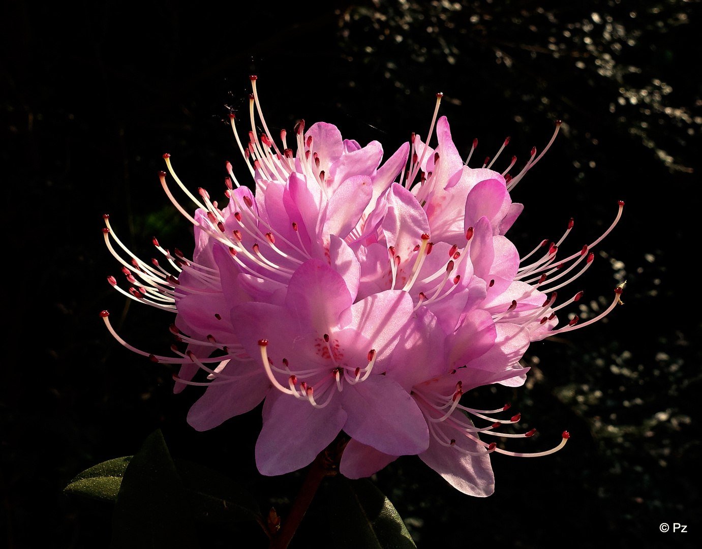 Mittwochsblümchen: Blütendolde Rhododendron ...