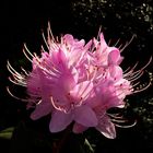 Mittwochsblümchen: Blütendolde Rhododendron ...
