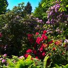 Mittwochsblümchen - Blütenrausch auf der Blumeninsel Mainau 