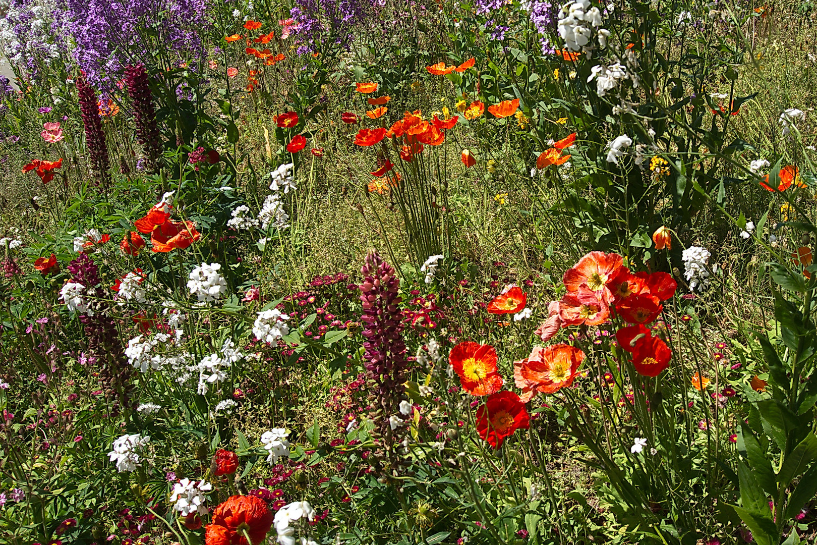 Mittwochsblümchen - Blütenrausch auf der Mainau