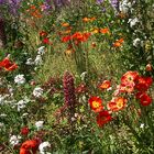 Mittwochsblümchen - Blütenrausch auf der Mainau