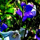 Mittwochsblümchen - Blütenzauber im Botanischer Garten Göttingen 