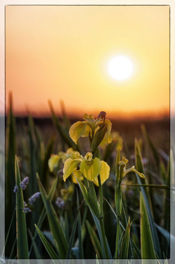 Mittwochsblümchen - Blume im Abendlich 