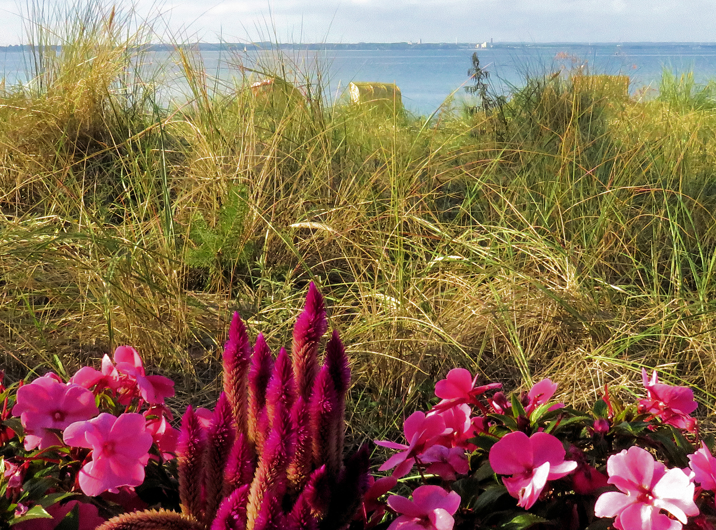 Mittwochsblümchen- Blumen am Strand