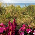 Mittwochsblümchen- Blumen am Strand