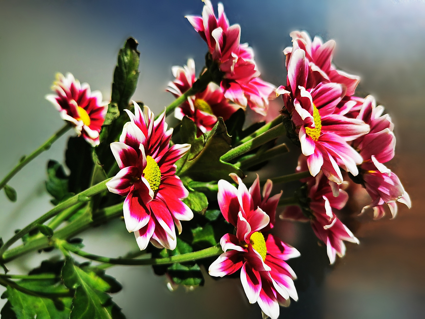 Mittwochsblümchen - Blumenpracht