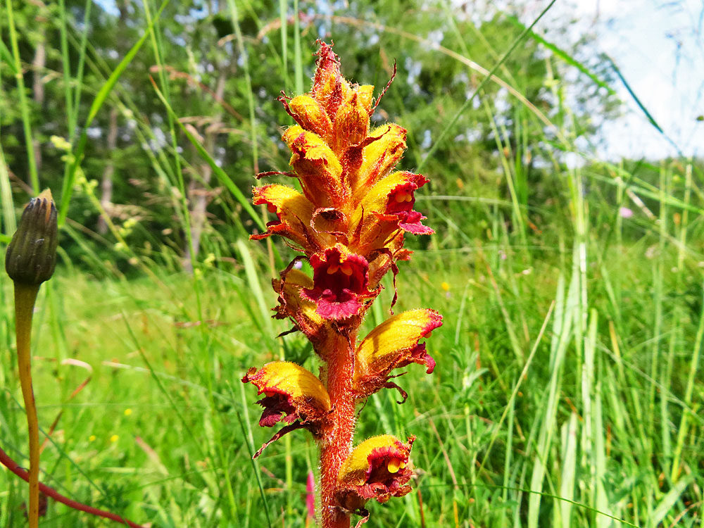 Mittwochsblümchen: Blutroter Sommerwurz