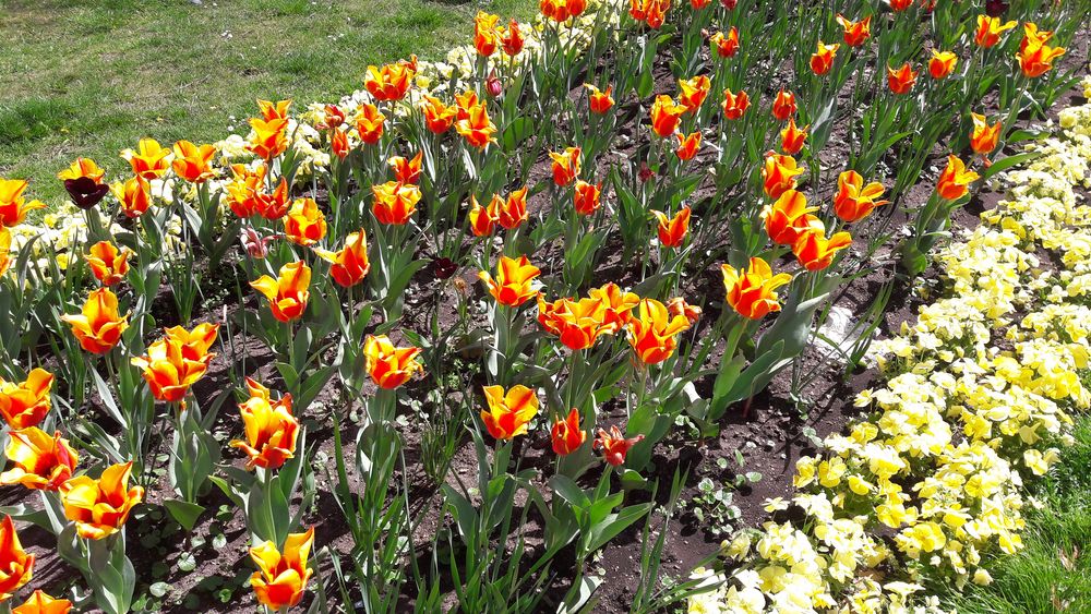 Mittwochsblümchen Borderstreifen in Bayreuth